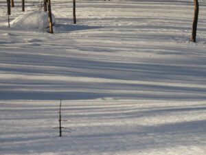 11 tree shadows burned forest (THE BIG THAW)