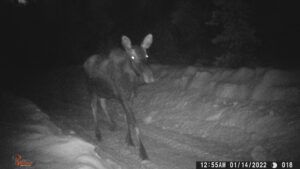 2 moose (THE BIG THAW)