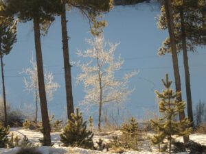 24 frosty trees (February 2022)