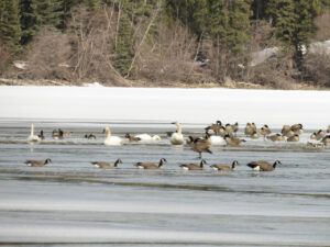 27 waterfowl (Spring Solstice Again)