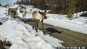 30 caribou 1 (Spring Solstice Again)