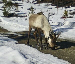31 caribou 2. (Spring Solstice Again)