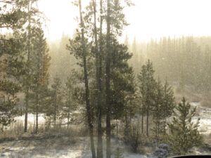 10 sunlit snowfall (Transition From Winter)