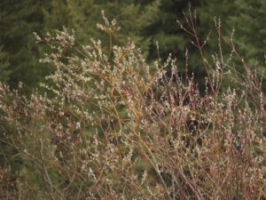 11 pussy willows (Transition From Winter)