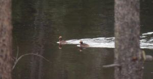 14 horned grebe (Bella Coola Visit)
