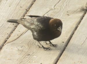 15 cowbird (Bella Coola Visit)