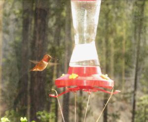 16 hummer popsical (Bella Coola Visit)