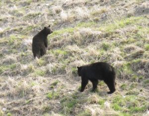 18 bear 2 (Bella Coola Visit)