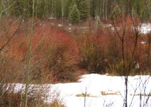 2 twig colours (Transition From Winter)