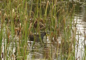 20 sora (Bella Coola Visit)