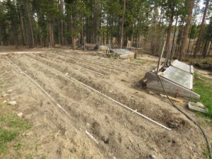 30 no weeds after 3 weeks (Bella Coola Visit)