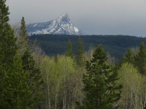 31 first real green (Bella Coola Visit)