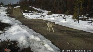 4 coyote (Transition From Winter)