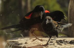 7 BB fight (Transition From Winter)