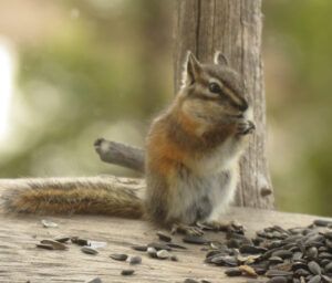8 1st chipmunk (Transition From Winter)