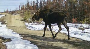 8 moose (Transition From Winter)