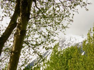 9 green + melican (Bella Coola Visit)