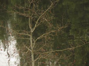 1 bare aspen (The Greening)