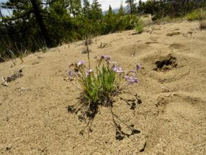 10 jacob’s ladder (JUNE 2022)