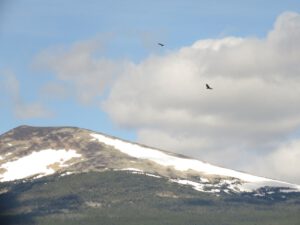 10 turkey vultures 2 (In Pursuit of Alpine Plants)