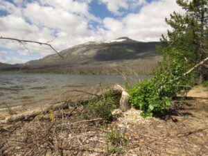11 beaver work (In Pursuit of Alpine Plants)