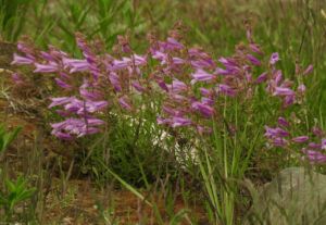 11 penstemon (JUNE 2022)