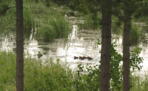 12 baby ducks (JUNE 2022)