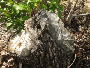 12 beaver sculpture (In Pursuit of Alpine Plants)