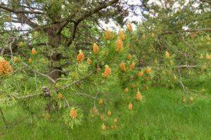 12c pine (JUNE 2022)