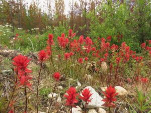 14 paintbrush (In Pursuit of Alpine Plants)