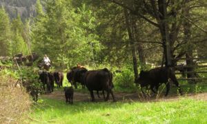 15 moving (The Greening)