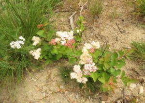 15 spiairea (In Pursuit of Alpine Plants)