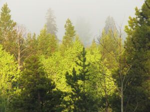 18 c fog. (The Greening)