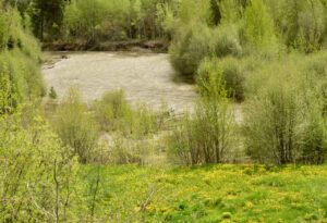 18 river (The Greening)