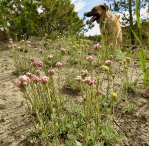 2 pink pussy toes (JUNE 2022)