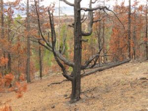 25 stark tree (Spring in the Burn)