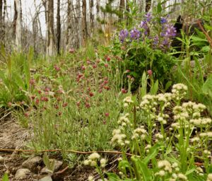 21 mix flowers (In Pursuit of Alpine Plants)