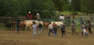 21 roping wild cows. (Anahim Lake Stampede 2022)