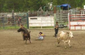 22 cow roped (Anahim Lake Stampede 2022)