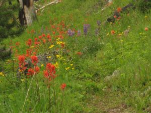 23 paint mix (In Pursuit of Alpine Plants)