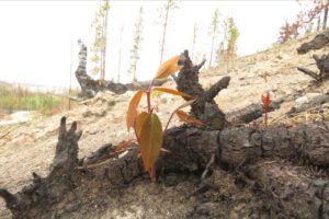 20 walk in burn 1 (Spring in the Burn)