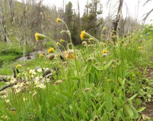 25 Parry’s arnica (In Pursuit of Alpine Plants)