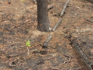 26 rose (Spring in the Burn)