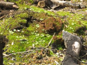 27 mosses and liverworts (Spring in the Burn)
