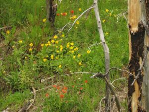 26 mountain arnica best (In Pursuit of Alpine Plants)