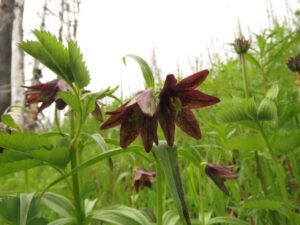 28 chocolate lilies (In Pursuit of Alpine Plants)