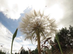 29 insane bugs (In Pursuit of Alpine Plants)