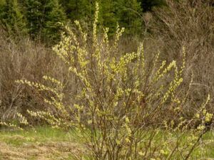 3 golden willow (The Greening)