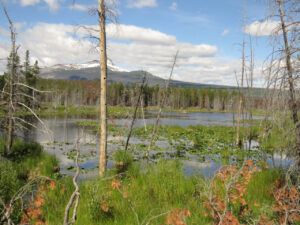 3 slough (In Pursuit of Alpine Plants)