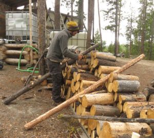 33 Ash peeling (Spring in the Burn)